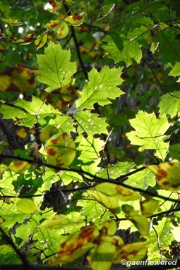 Oak leaves in the sun